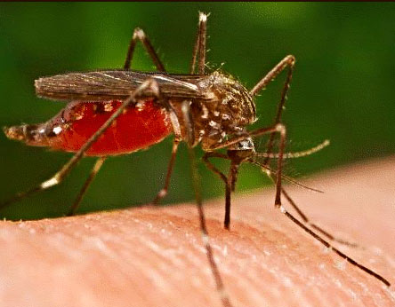Loài muỗi dùng gien để “đánh hơi” người