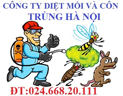 Công ty chuyên Diệt mối – Côn Trùng Uy Tín tại Hà Nội